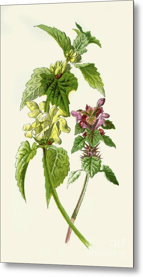 Detail Dead Nettle Image Nomer 50