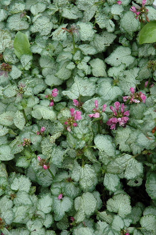 Detail Dead Nettle Image Nomer 54