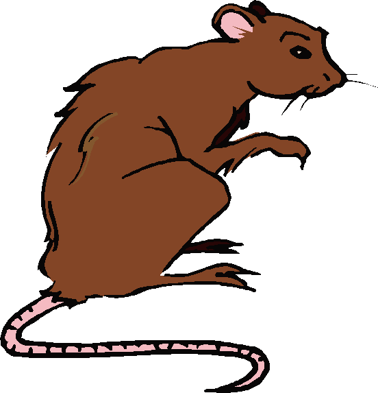 Detail Dead Rat Clipart Nomer 19