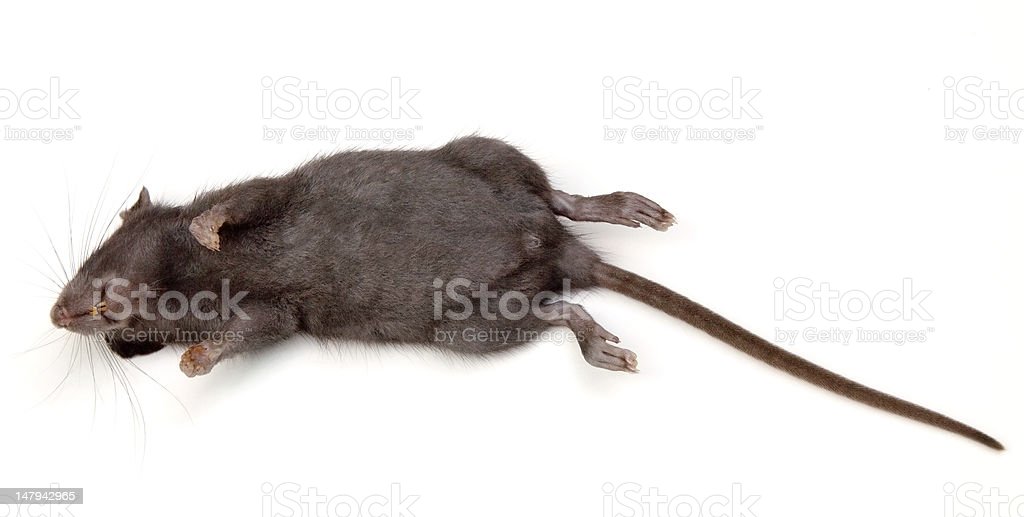 Detail Dead Rat Clipart Nomer 25