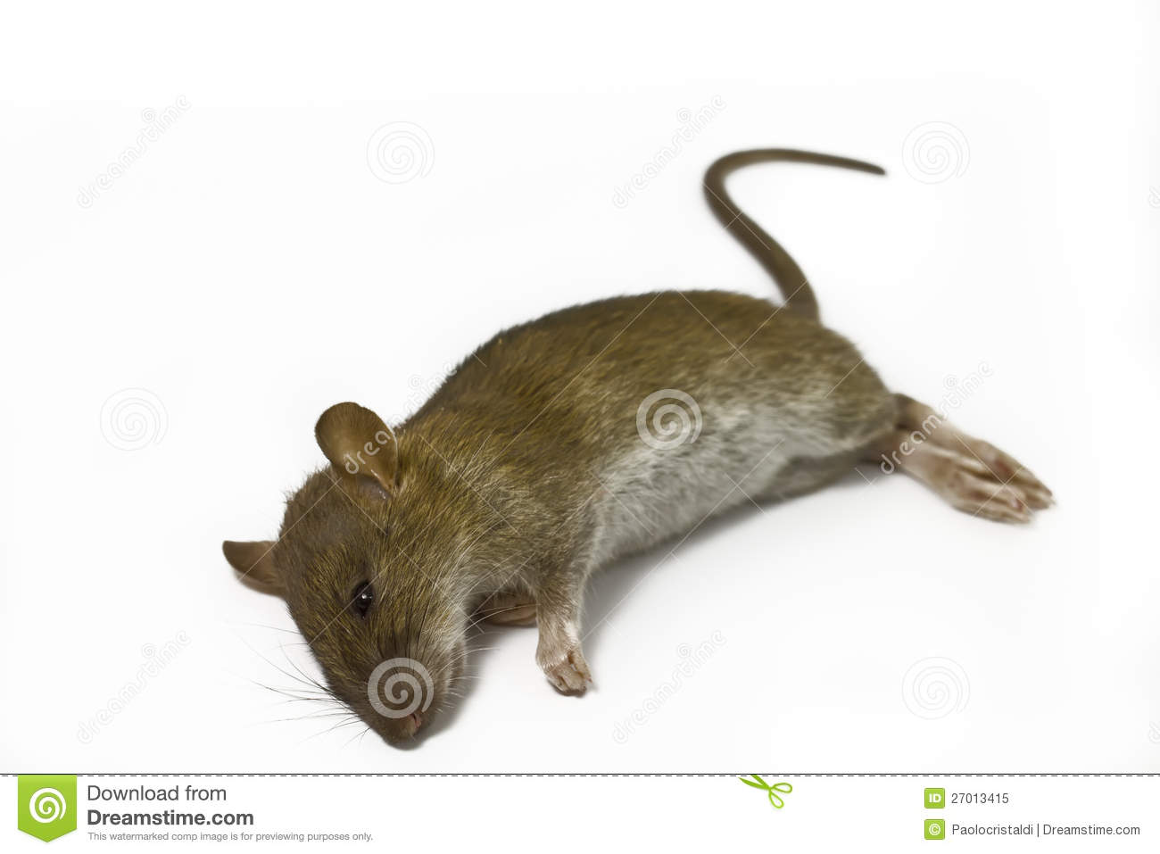 Detail Dead Rat Clipart Nomer 32