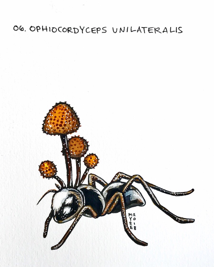 Detail Ophiocordyceps Unilateralis The Last Of Us Nomer 3