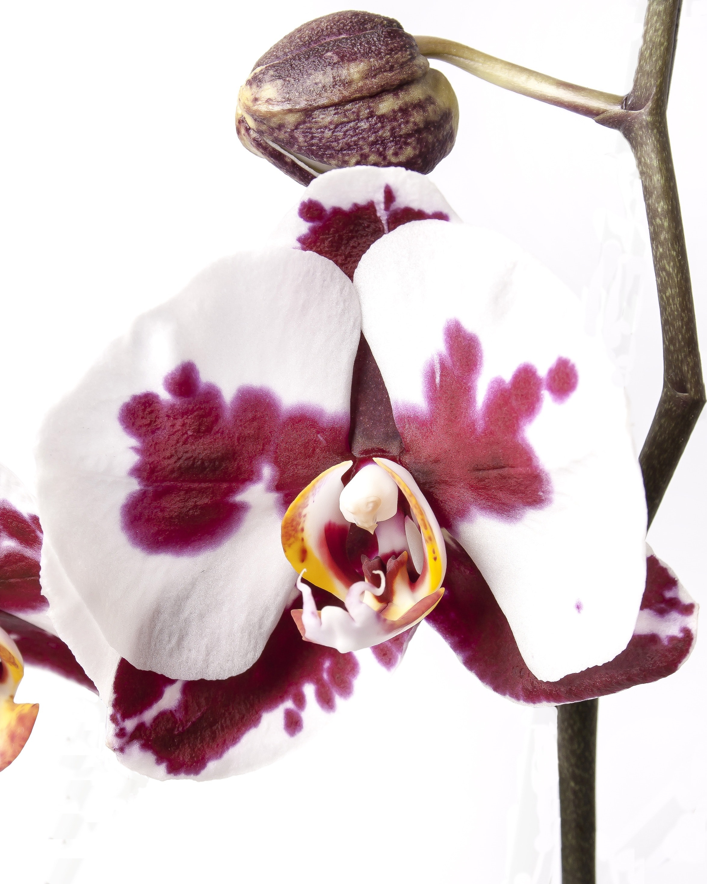 Orchideen Bilder Kostenlos - KibrisPDR