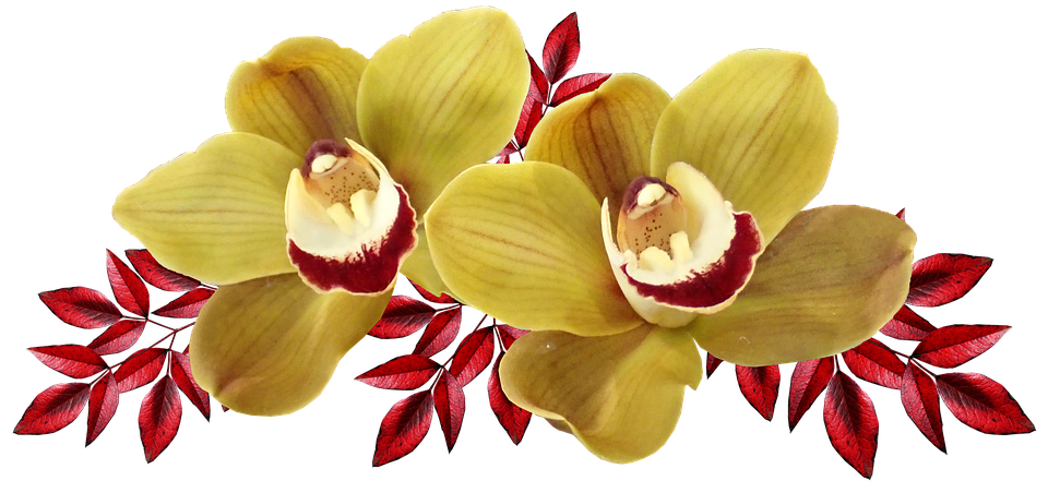 Detail Orchideen Bilder Kostenlos Nomer 10