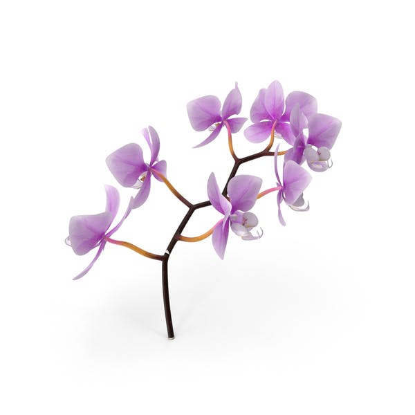 Detail Orchideen Bilder Kostenlos Nomer 12