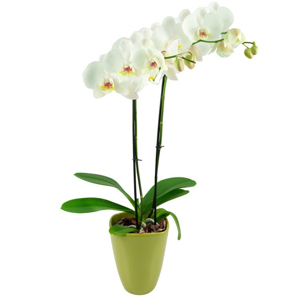 Detail Orchideen Bilder Kostenlos Nomer 14