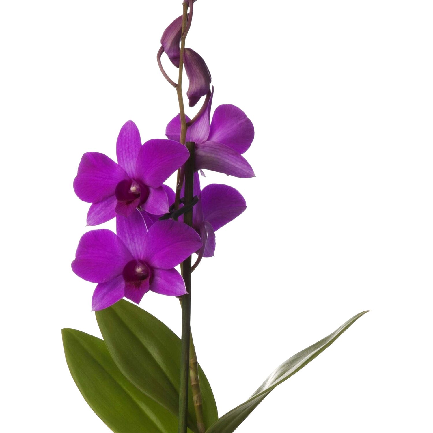 Detail Orchideen Bilder Kostenlos Nomer 18