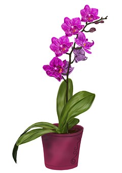 Detail Orchideen Bilder Kostenlos Nomer 19