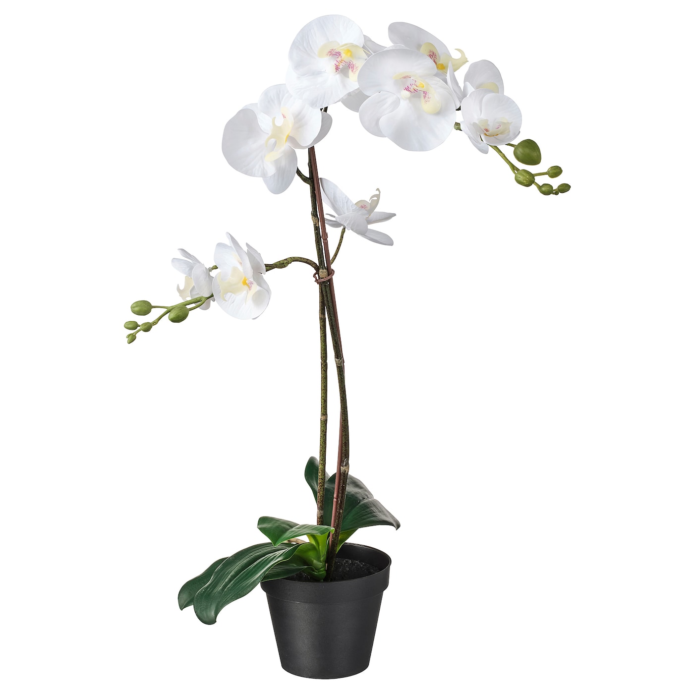 Detail Orchideen Bilder Kostenlos Nomer 20