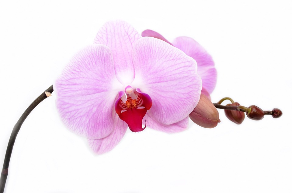Detail Orchideen Bilder Kostenlos Nomer 5