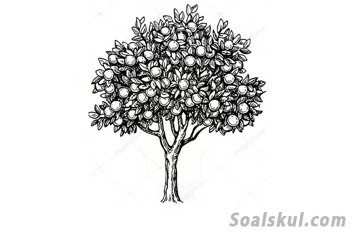 Detail Gambar Psikotes Pohon Mangga Nomer 26