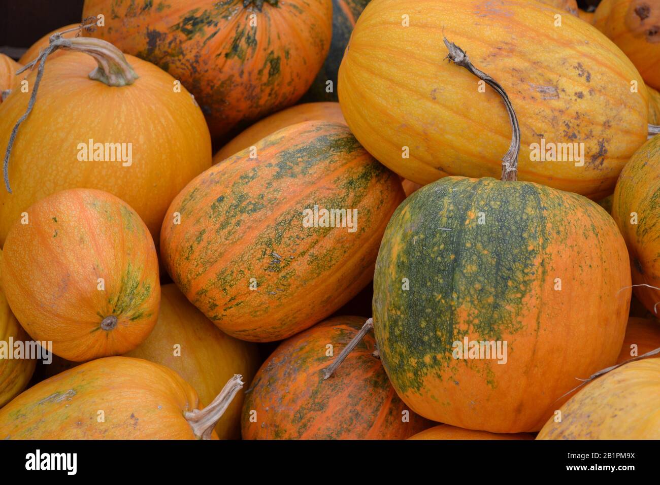 Detail Gambar Pumpkin Nomer 36