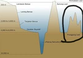 Detail Gambar Punggung Laut Nomer 14