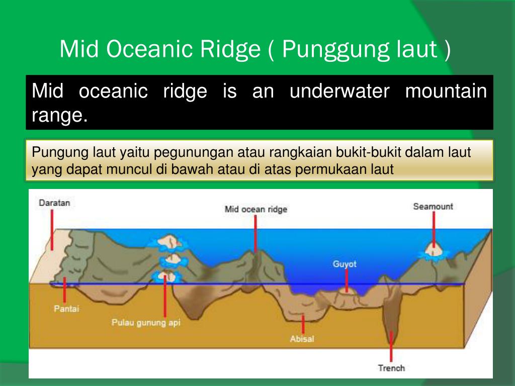 Detail Gambar Punggung Laut Nomer 20