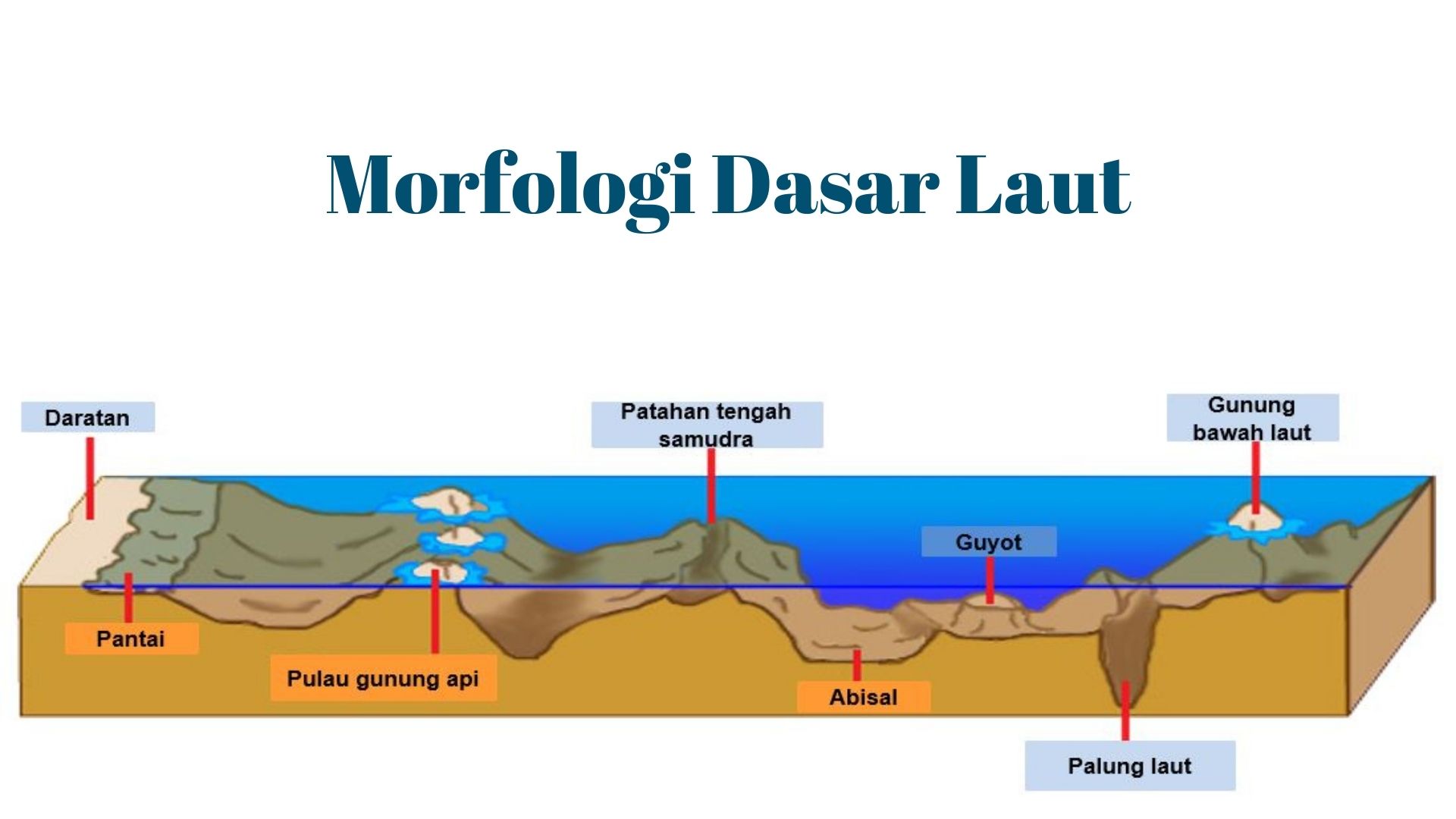 Detail Gambar Punggung Laut Nomer 5