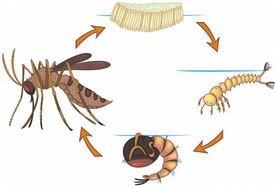 Detail Gambar Pupa Nyamuk Nomer 12