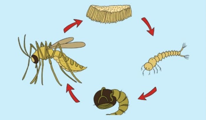 Detail Gambar Pupa Nyamuk Nomer 14