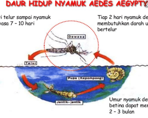 Detail Gambar Pupa Nyamuk Nomer 39