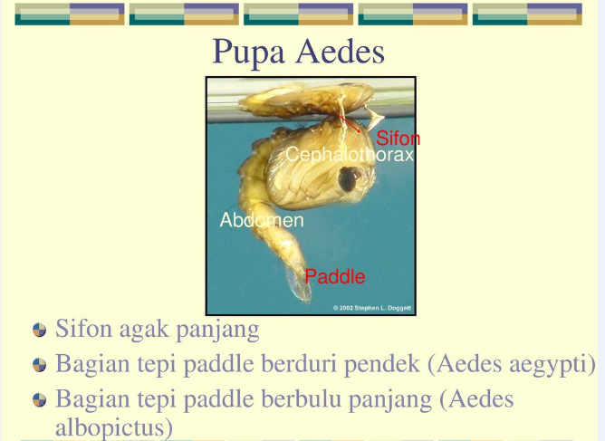 Detail Gambar Pupa Nyamuk Nomer 46