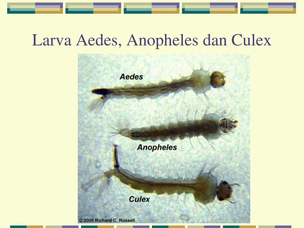 Detail Gambar Pupa Nyamuk Culex Nomer 10