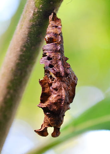 Detail Gambar Pupa Serangga Nomer 11