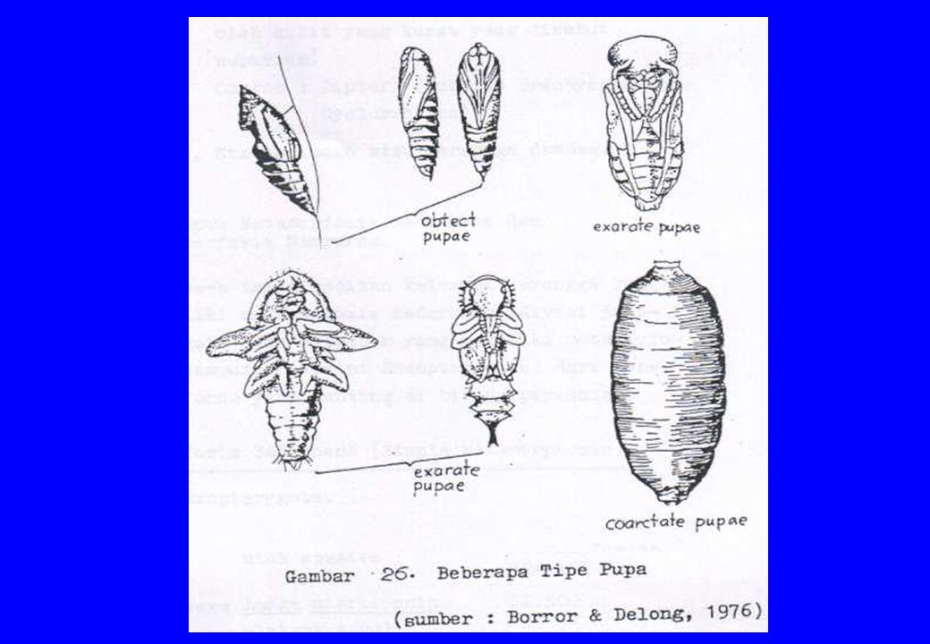 Detail Gambar Pupa Serangga Nomer 17