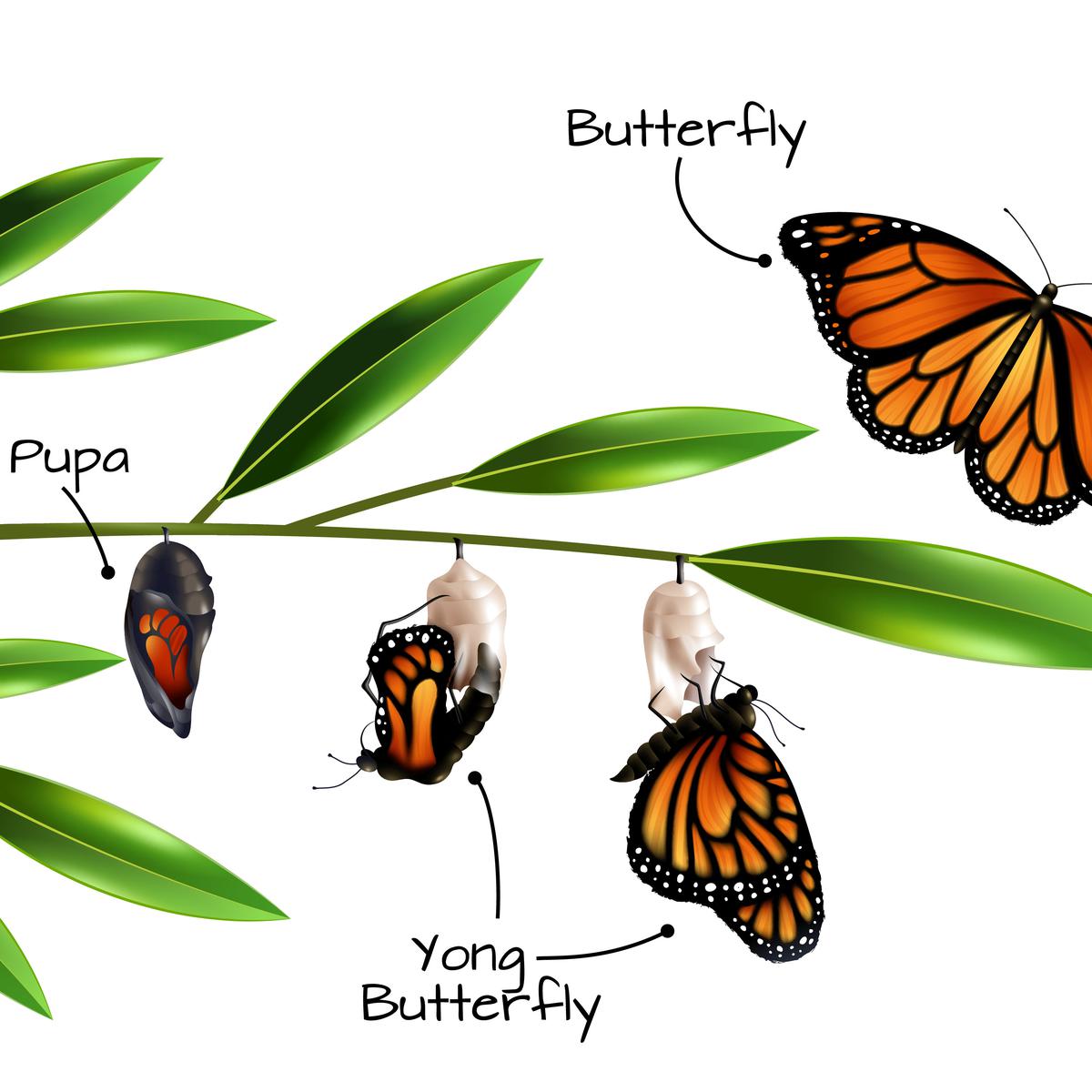 Detail Gambar Pupa Serangga Nomer 18