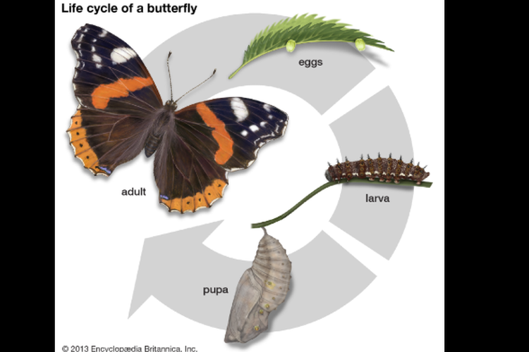 Detail Gambar Pupa Serangga Nomer 19