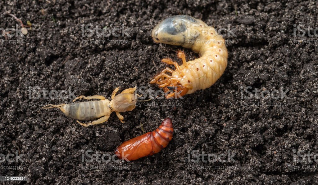 Detail Gambar Pupa Serangga Nomer 21