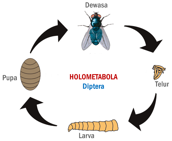 Detail Gambar Pupa Serangga Nomer 6