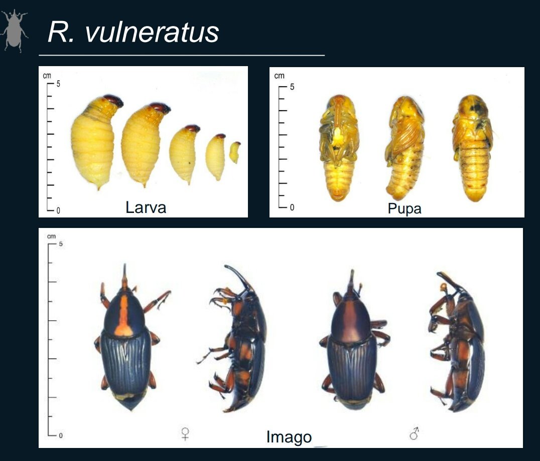 Detail Gambar Pupa Serangga Nomer 50