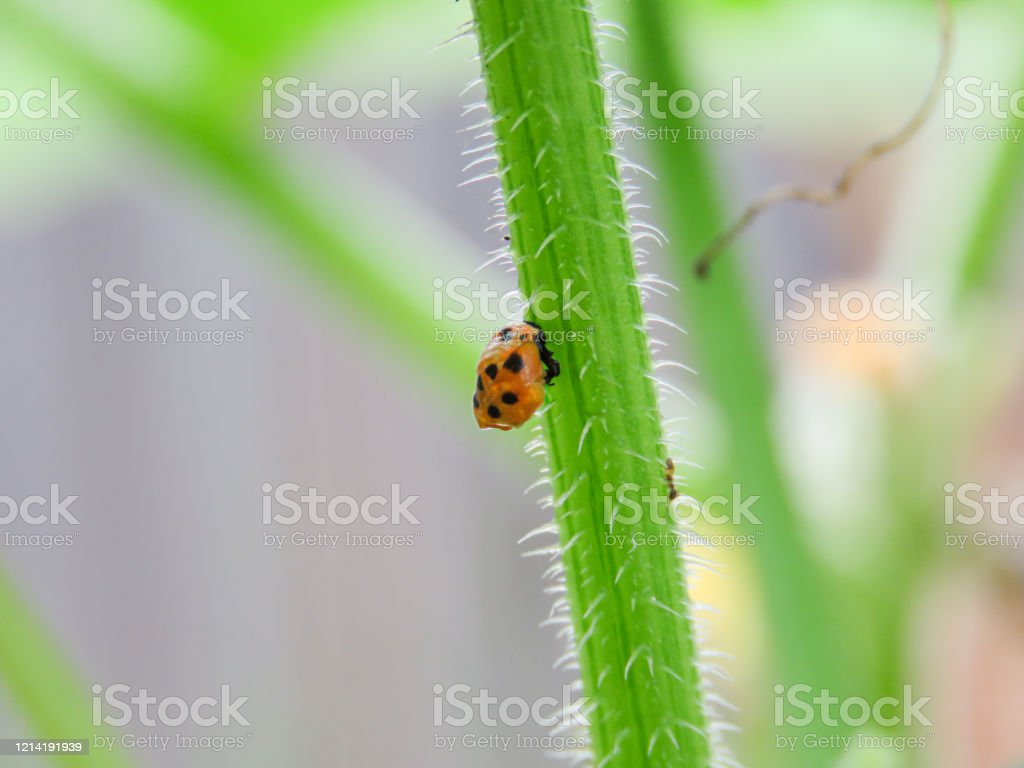 Detail Gambar Pupa Serangga Nomer 9