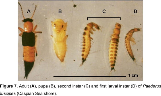 Detail Gambar Pupa Serangga Nomer 10