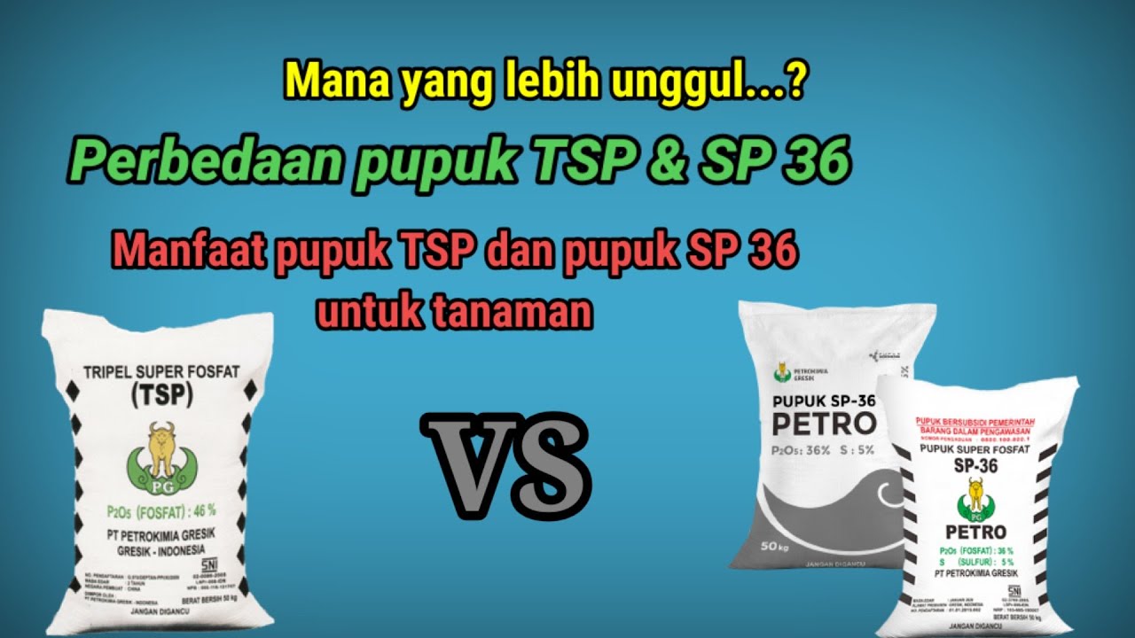 Detail Gambar Pupuk Tsp Nomer 41