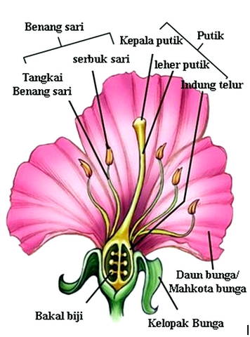 Detail Gambar Putik Bunga Nomer 21