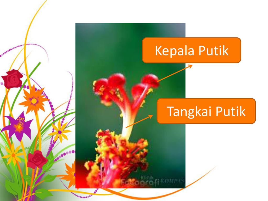 Detail Gambar Putik Bunga Nomer 35