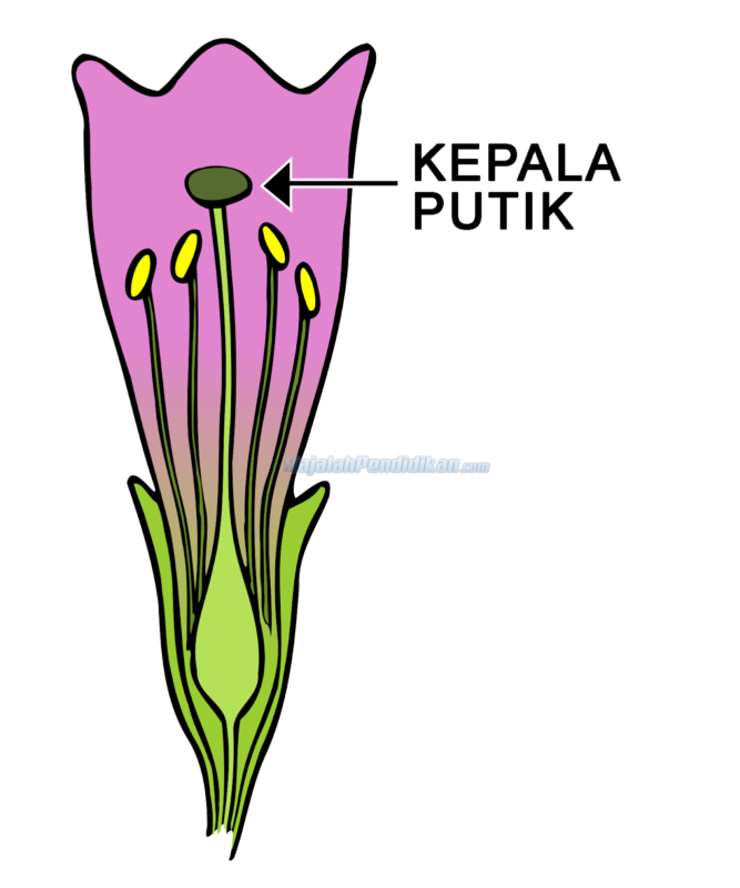 Detail Gambar Putik Bunga Nomer 36