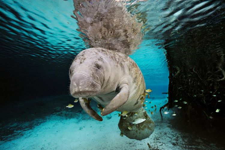 Detail Gambar Putri Duyung Asli Di Dunia Hamil Ikan Duyung Nomer 29