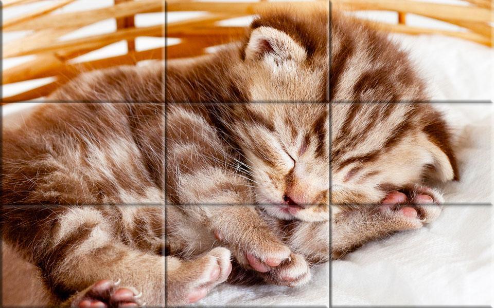Detail Gambar Puzzle Kucing Nomer 19