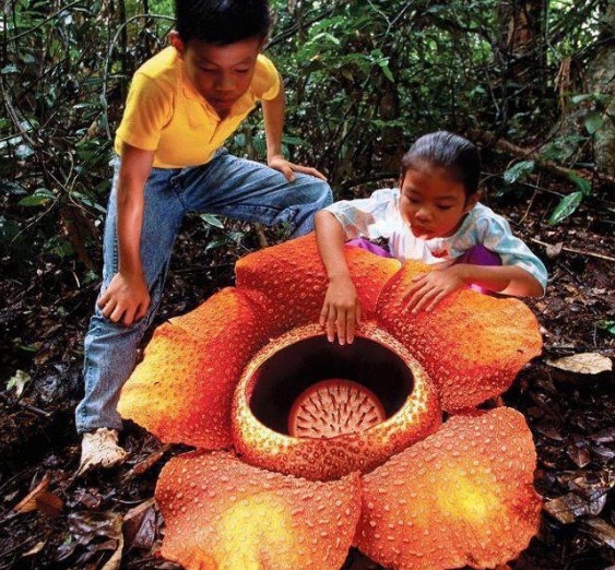 Detail Gambar Rafflesia Arnoldi Dan Bunga Bangkai Nomer 6