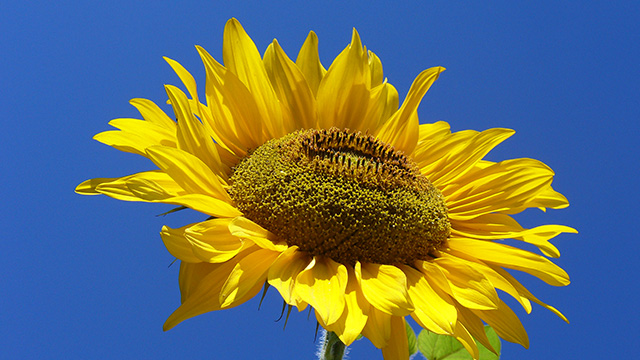 Detail Gambar Ragam Hias Bunga Matahari Nomer 27