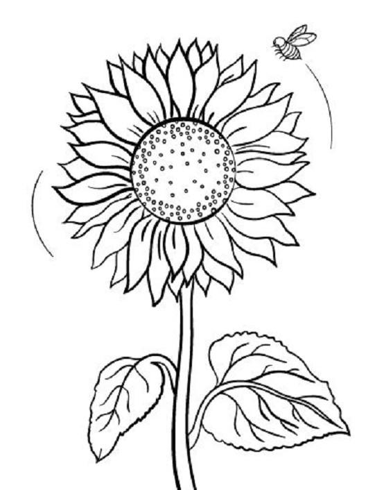 Detail Gambar Ragam Hias Bunga Matahari Nomer 8