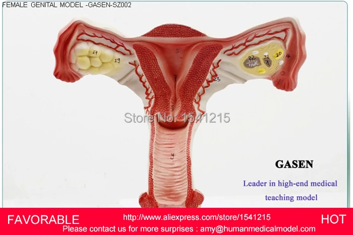 Detail Gambar Rahim Perempuan Nomer 14