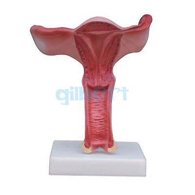 Detail Gambar Rahim Perempuan Nomer 39