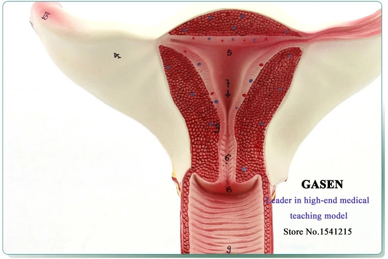 Detail Gambar Rahim Perempuan Nomer 47