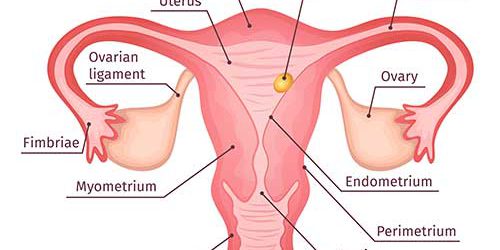 Detail Gambar Rahim Wanita Nomer 40