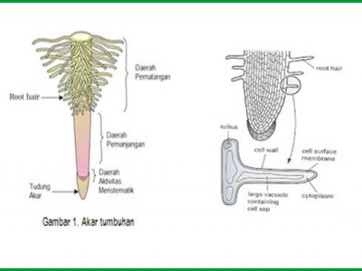 Detail Gambar Rambut Akar Nomer 2