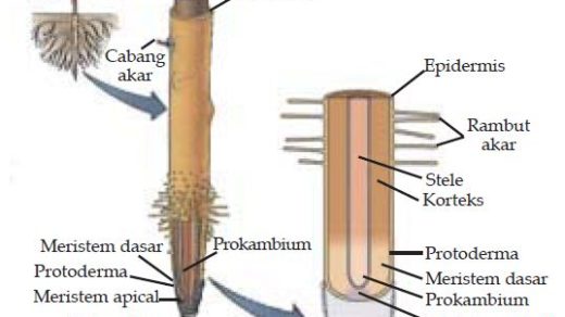 Download Gambar Rambut Akar Nomer 52