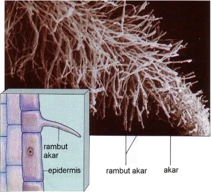 Detail Gambar Rambut Akar Nomer 55