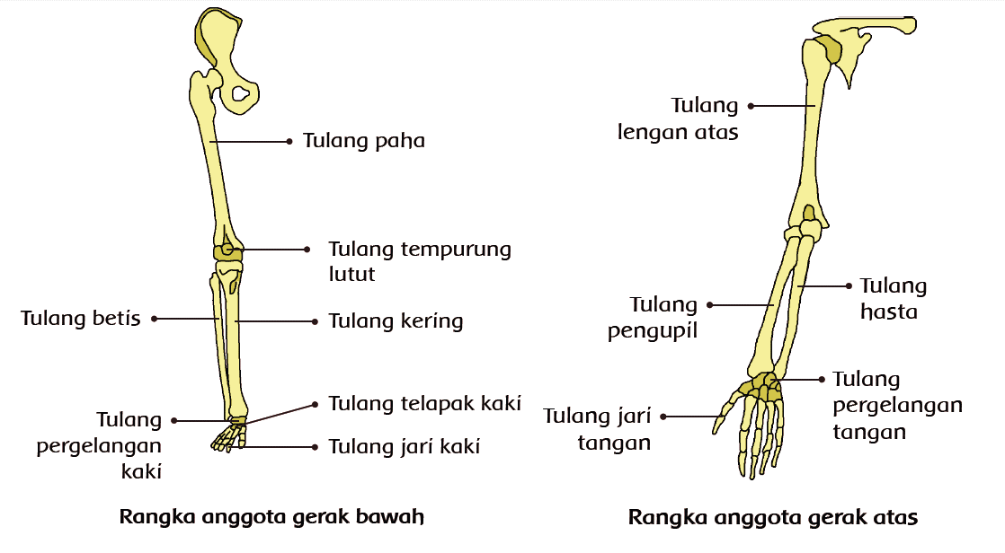 Detail Gambar Rangka Anggota Gerak Atas Nomer 12